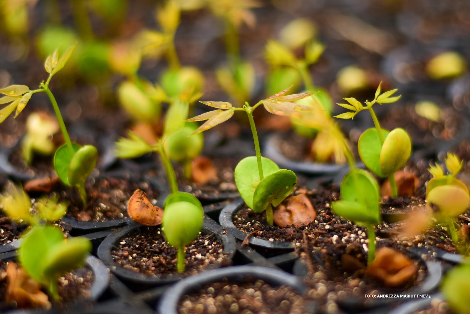 Moradora escolhendo mudas de plantas no Horto Municipal de Boa Vista para plantio