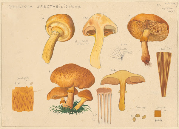 Pholiota spectabilis Fr 1828 1915 1945