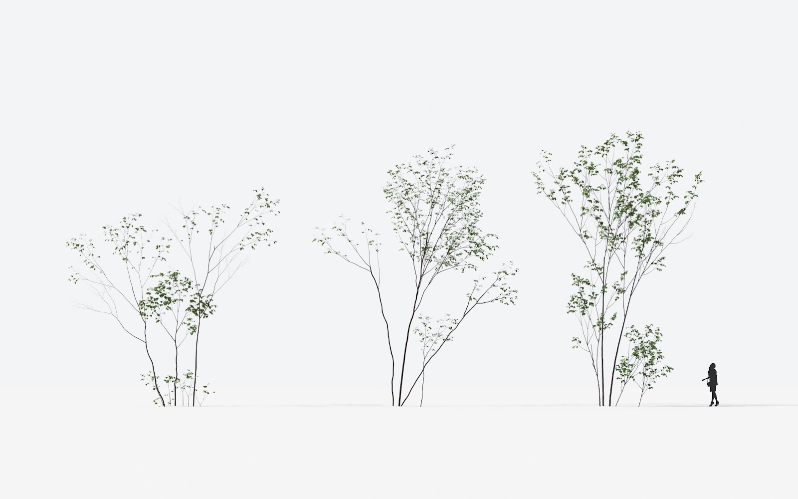Maxtree - Plant Models Vol.14