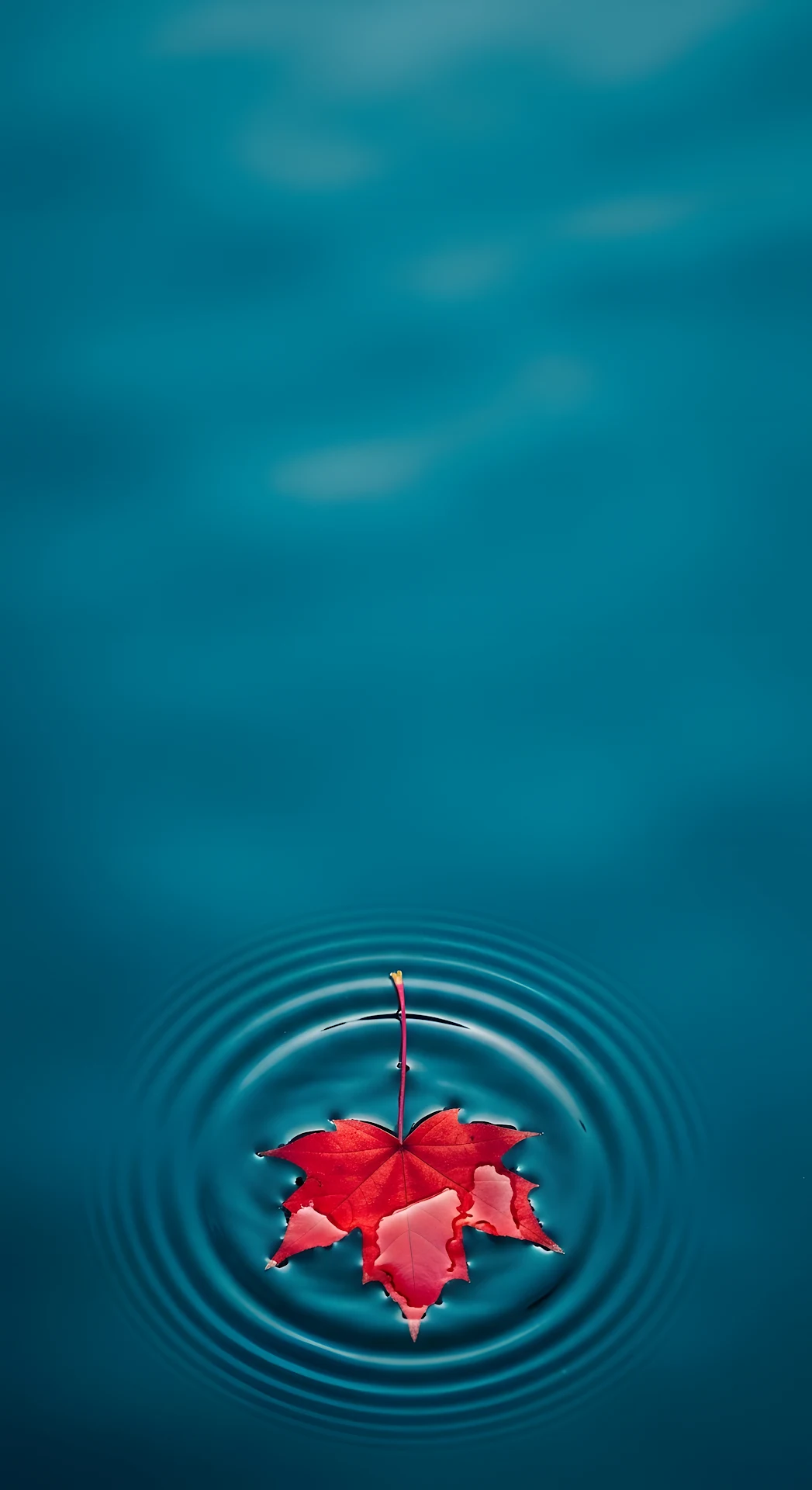 Red Maple Leaf on Deep Blue Rippling Water - Free 4K mobile Wallpaper