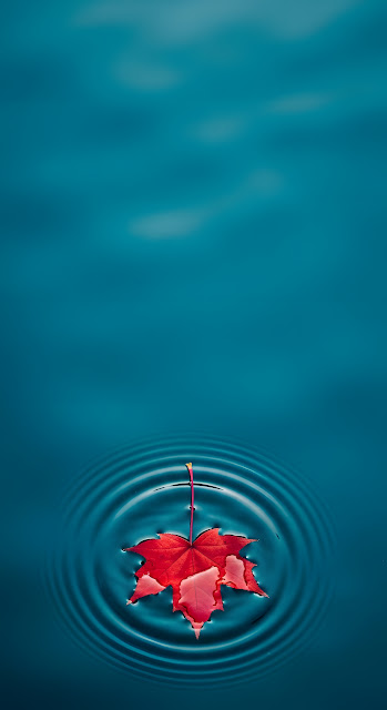 Red Maple Leaf on Deep Blue Rippling Water - Free mobile Wallpaper