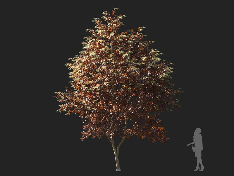 Maxtree - Plant Models Vol.122