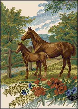 CMP 400518 On A Pasture