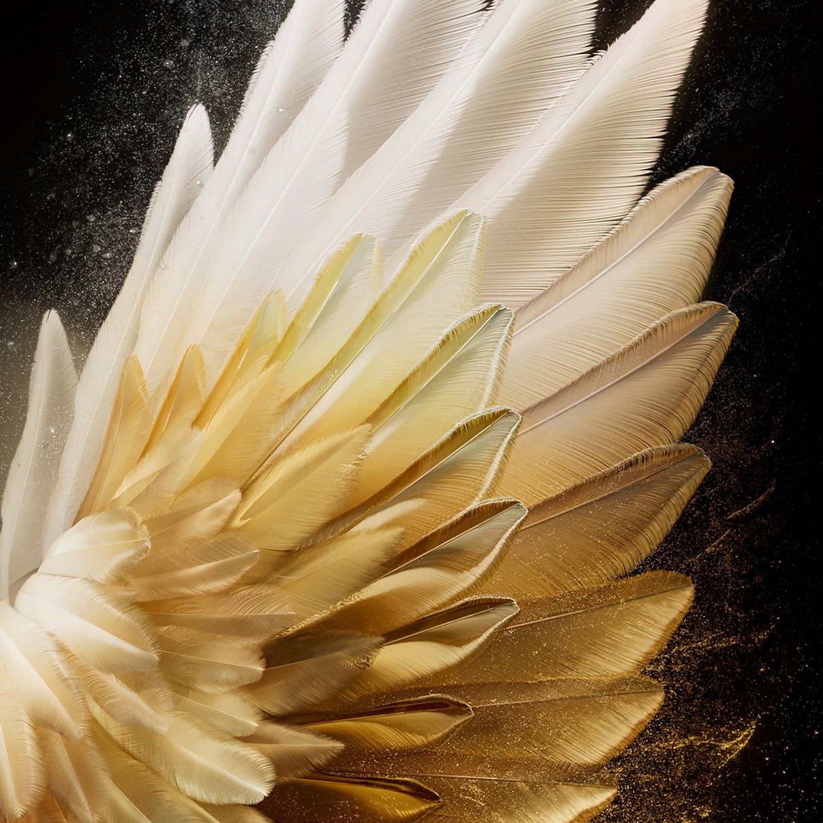 Download Golden White Wing On Black Full HD iPhone