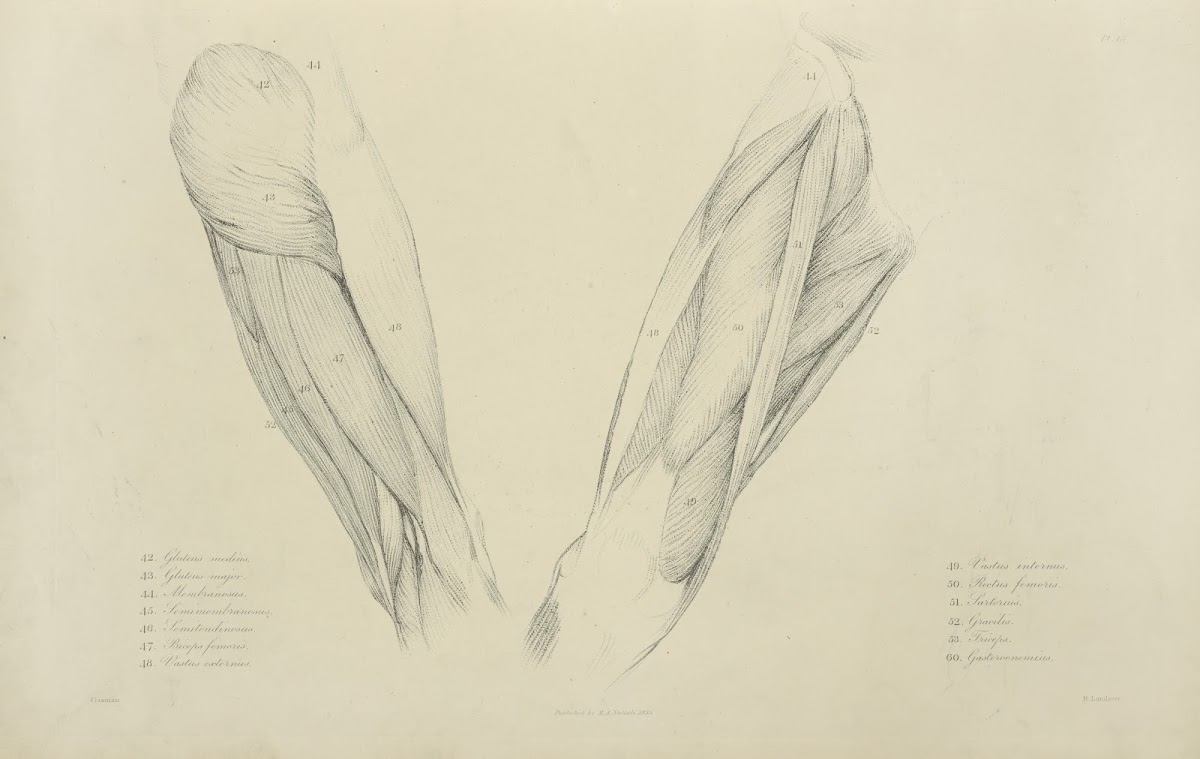 View of musculature of the upper leg 1833