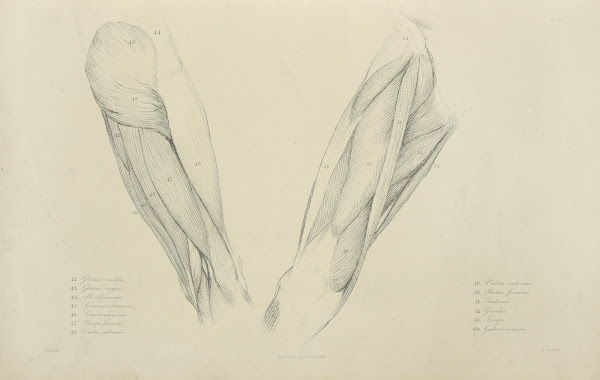 View of musculature of the upper leg 1833