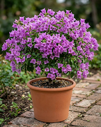 Imported Sweet Dreams Bougainvillea Plant