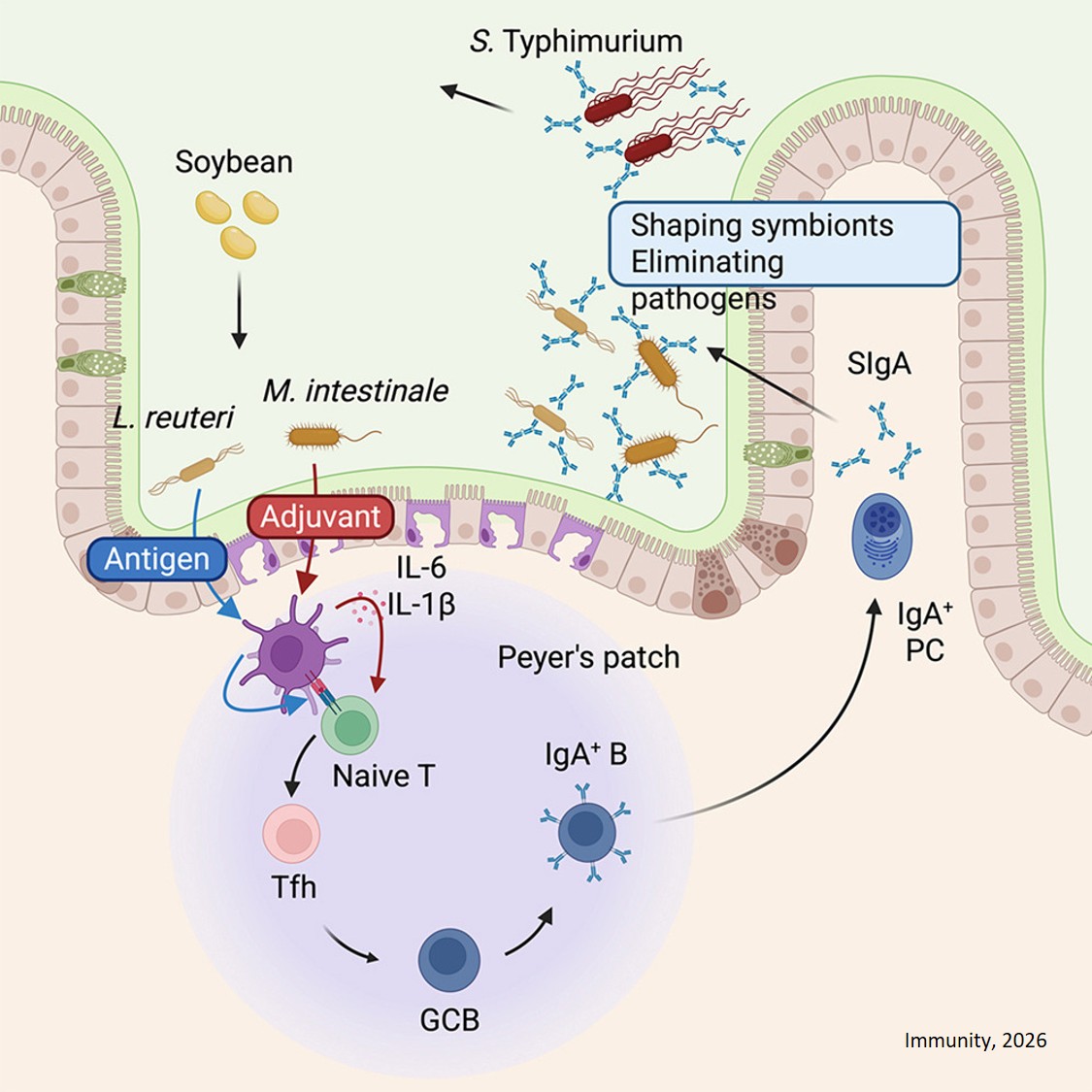 Dietary soy shapes the microbiome to induce commensal-specific T follicular helper cells and IgA production