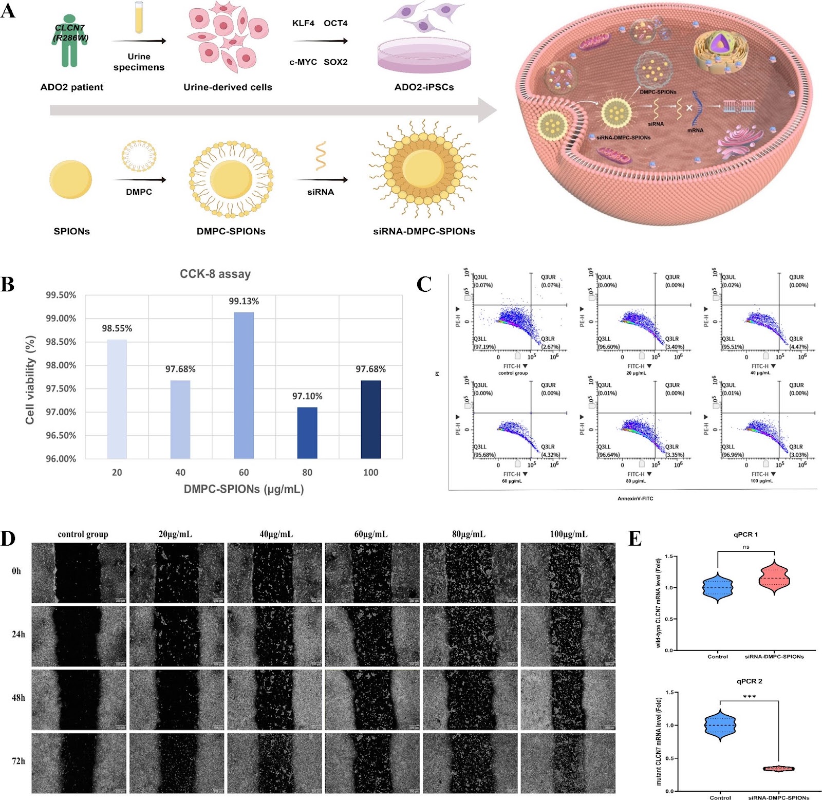 Development and evaluation of siRNA-mediated gene silencing strategies for ADO2 therapy utilizing iPSCs model and DMPC-SPIONs delivery system