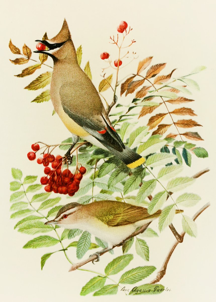 Cedar Waxwing Red Eyed Vireo 1858