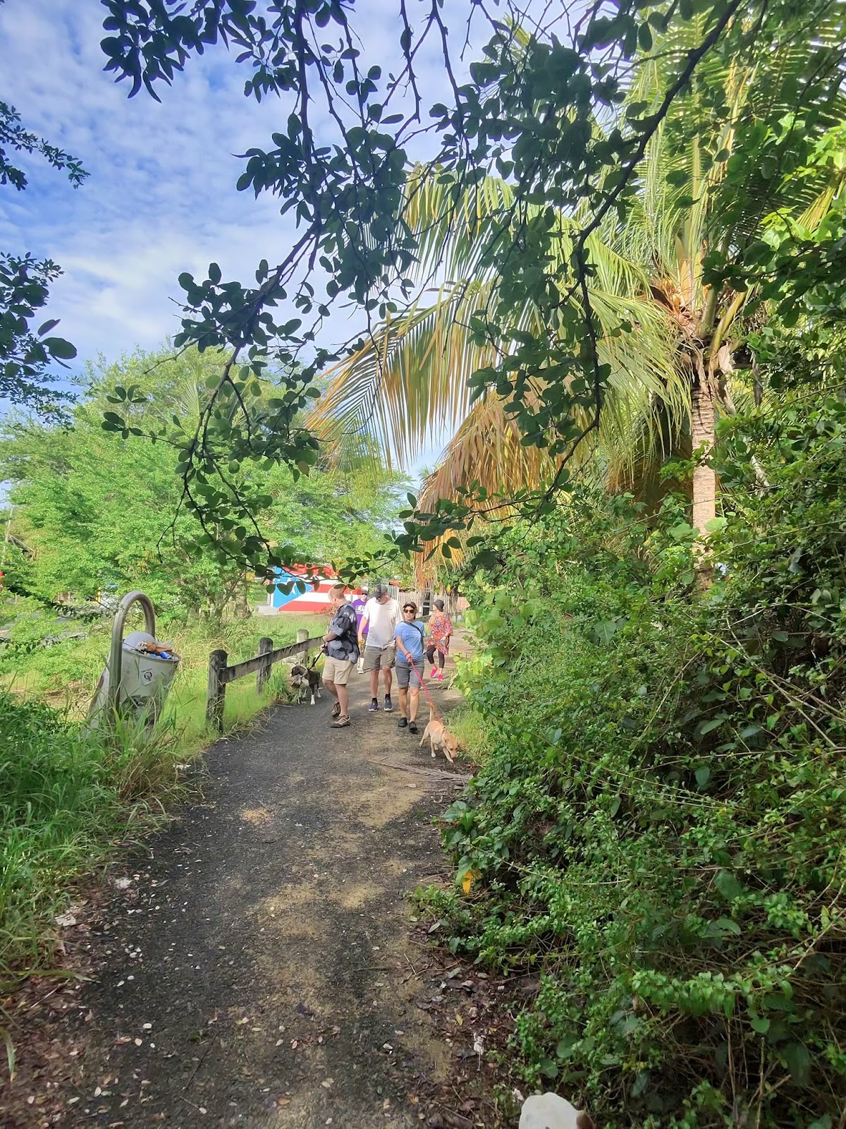 Walking trail through the mangroves near Piñones