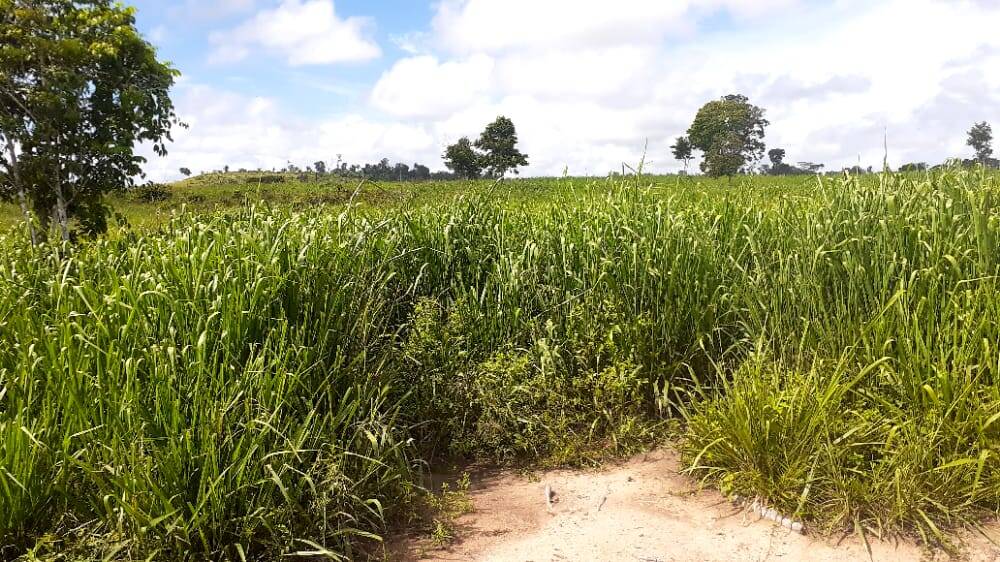 Fazenda no Município de Breu Branco - PA 4