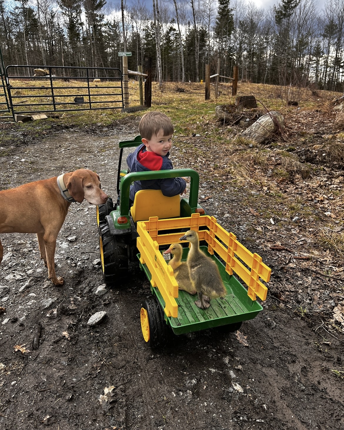 Embden Goose, Toulouse Goose