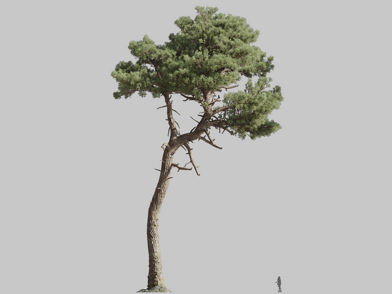 Maxtree - Plant Models Vol.126