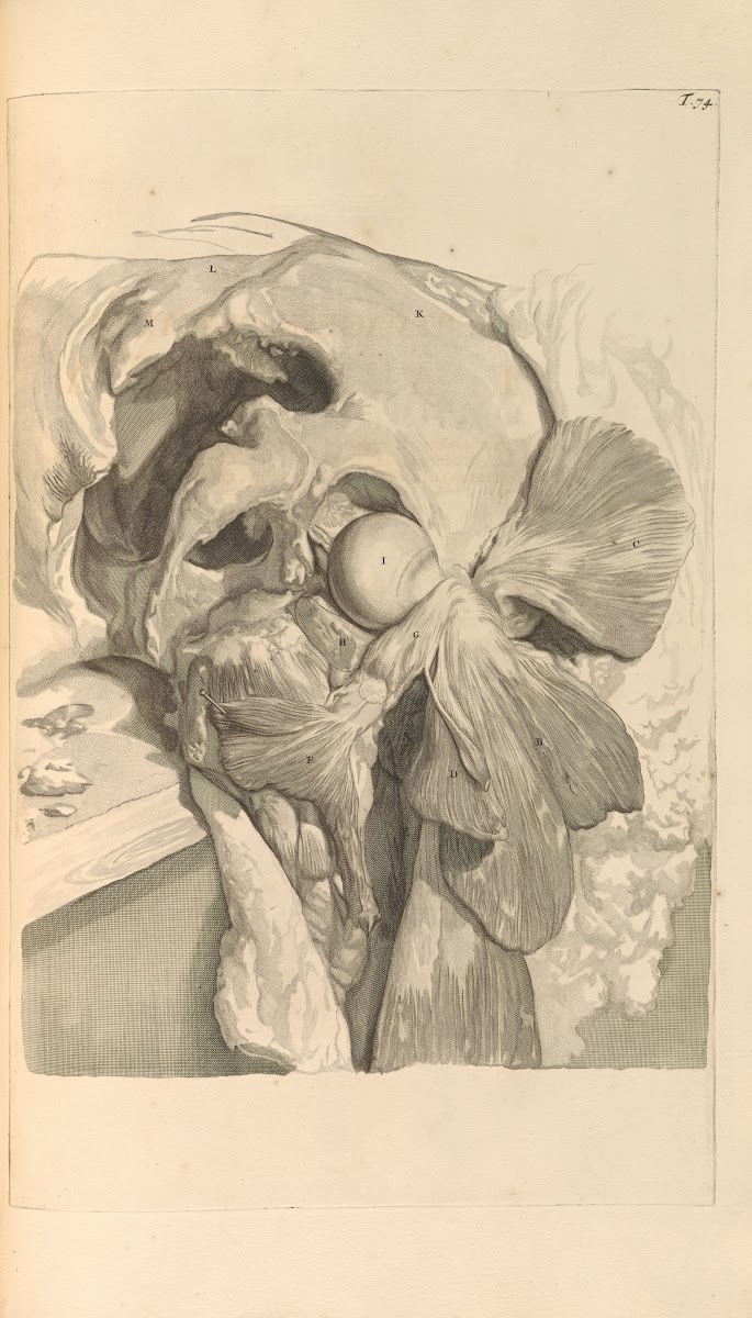 Anatomia humani corporis Pl075 1685