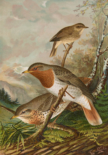 Turdus ruficollis