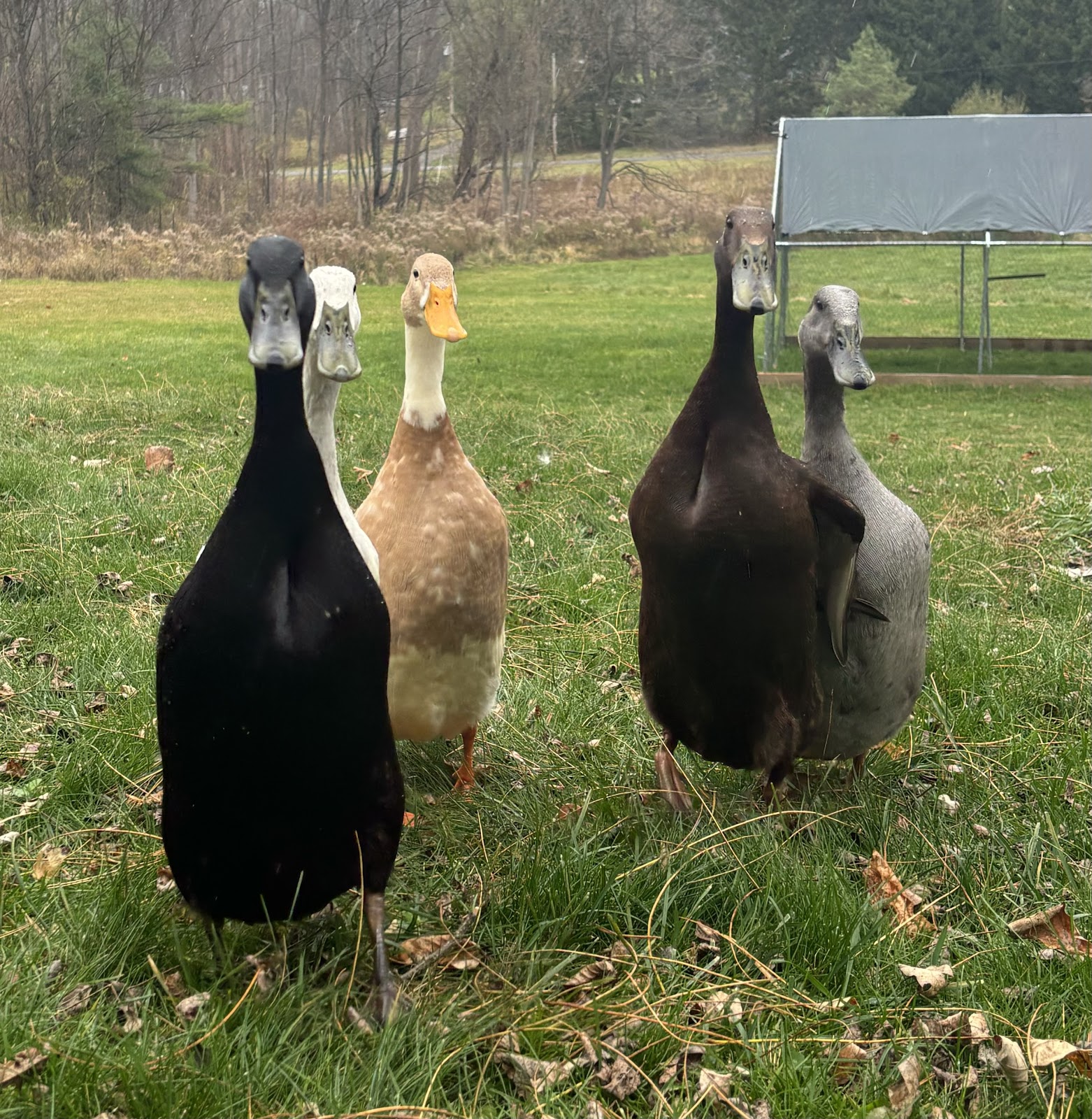 Black Runner Duckling, Blue Runner Duckling, Chocolate Runner Duckling, Fawn & White Runner Duck, Silver Runner Duckling