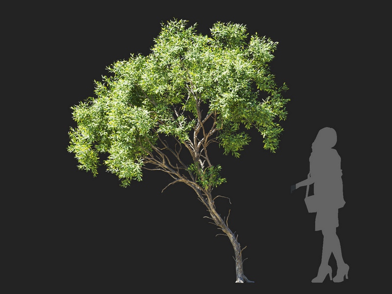 Maxtree - Plant Models Vol.112