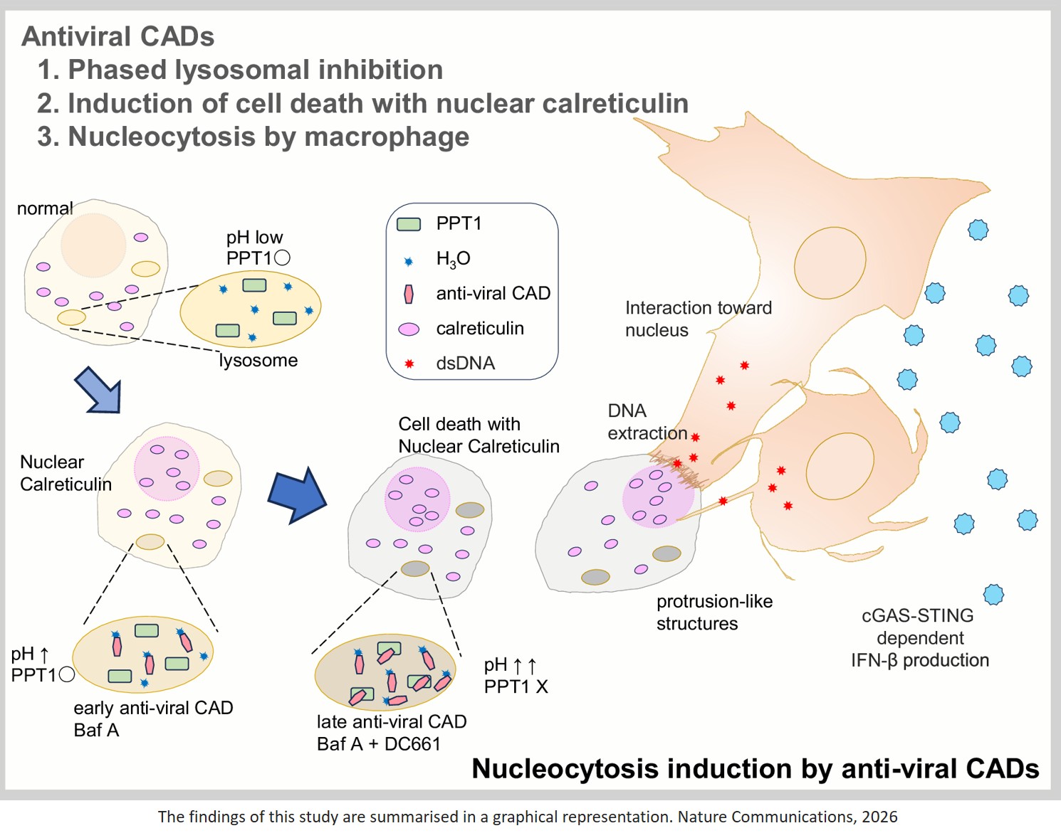 cGAS-IFN-I responses by extracting nuclear DNA from dying cells via nucleocytosis