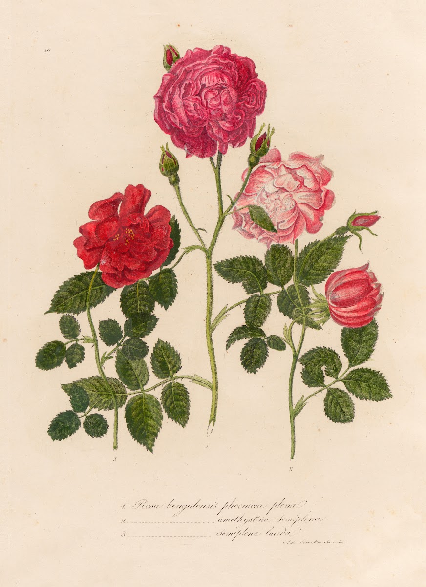 Rosa bengalensis phoenicca plena and 2 Rosa bengalensis amethystina semiplena an