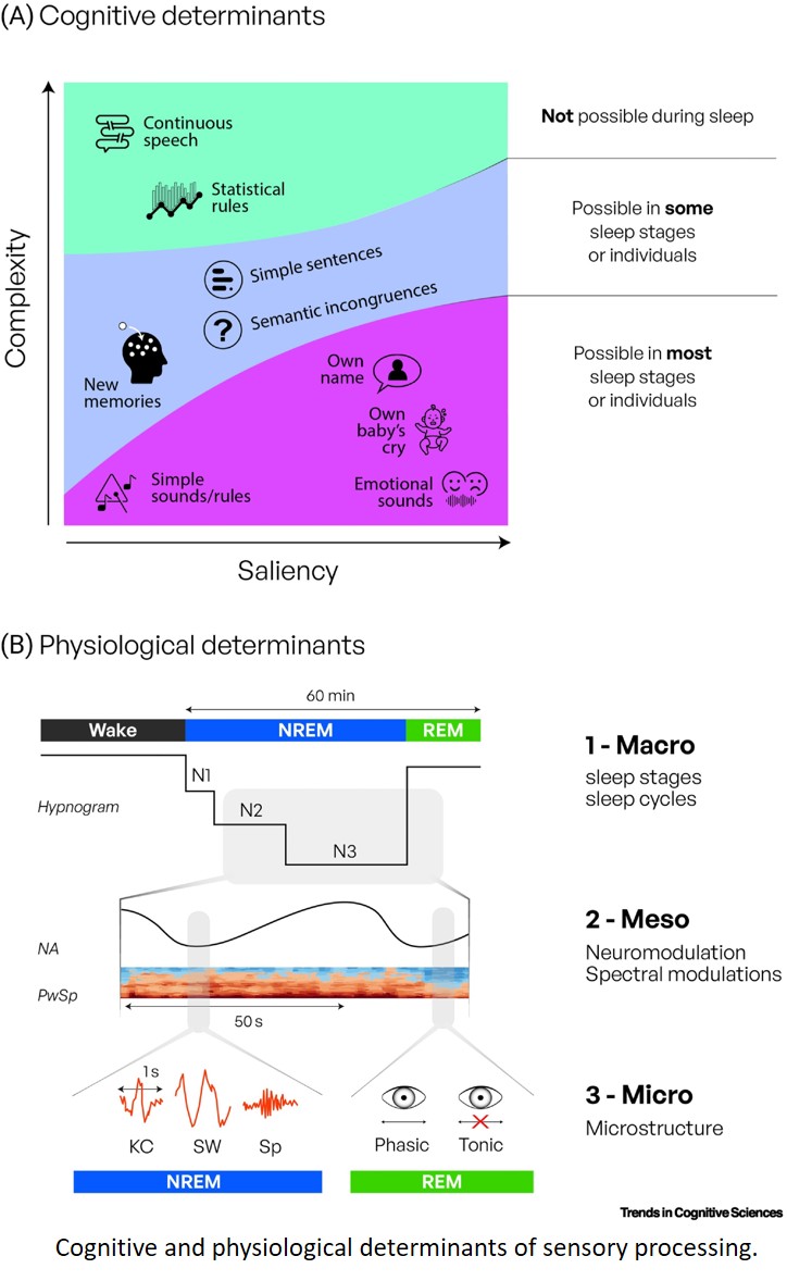 Sound asleep, yet still listening: auditory processing during human sleep