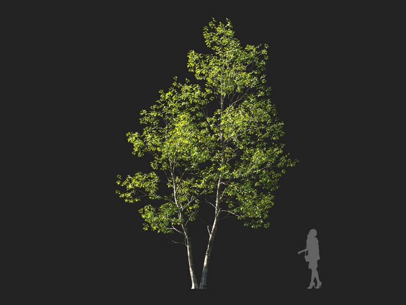 Maxtree - Plant Models Vol.114