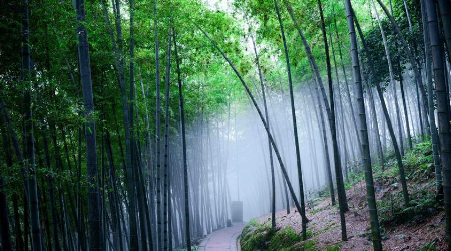 Rừng tre thường xuất hiện trong các bộ phim kiếm hiệp