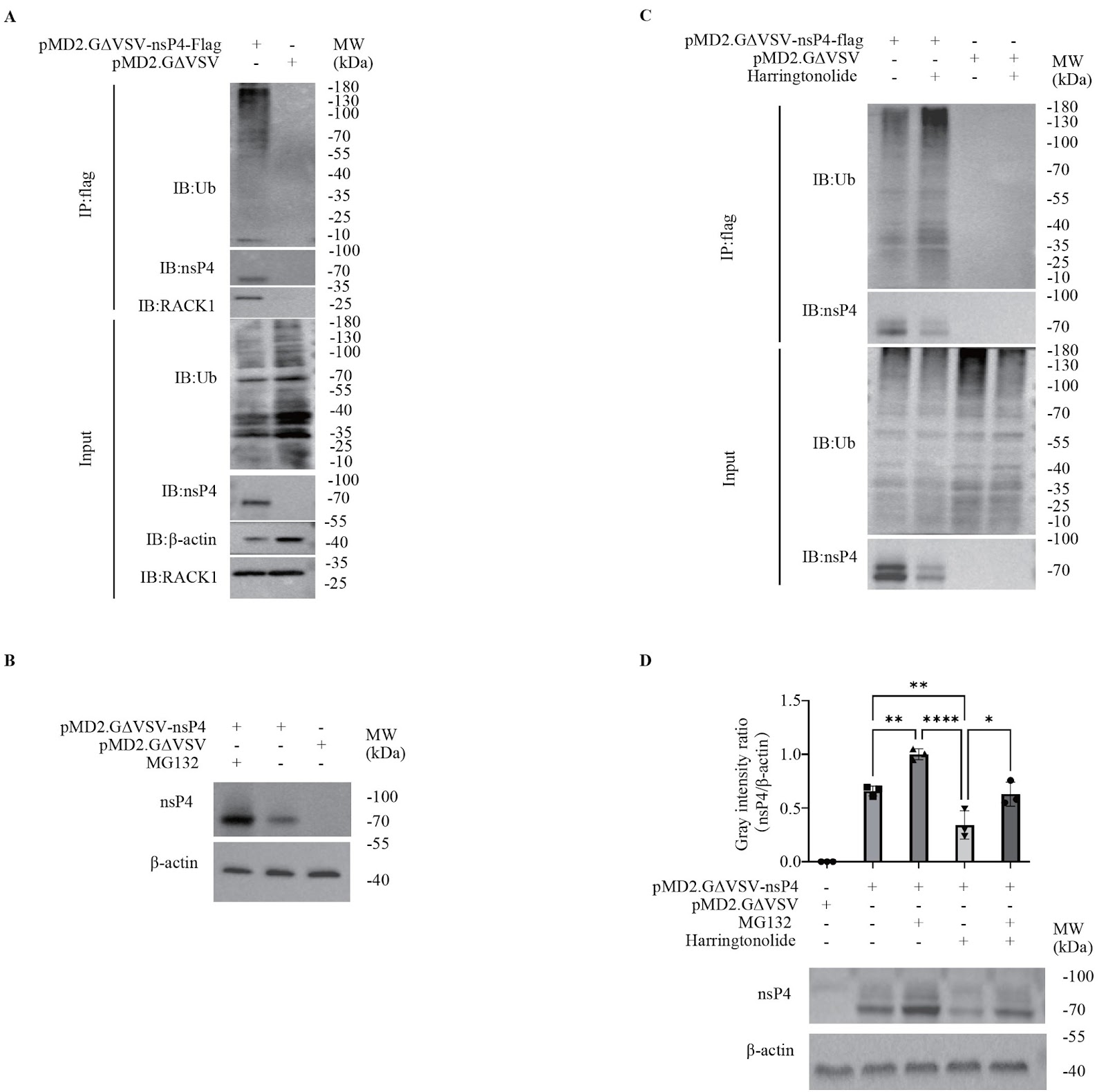 Identification of RACK1 as a novel regulator of non-structural protein 4 of chikungunya virus