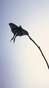 Cherry Blossom Path in a Peaceful Spring Garden