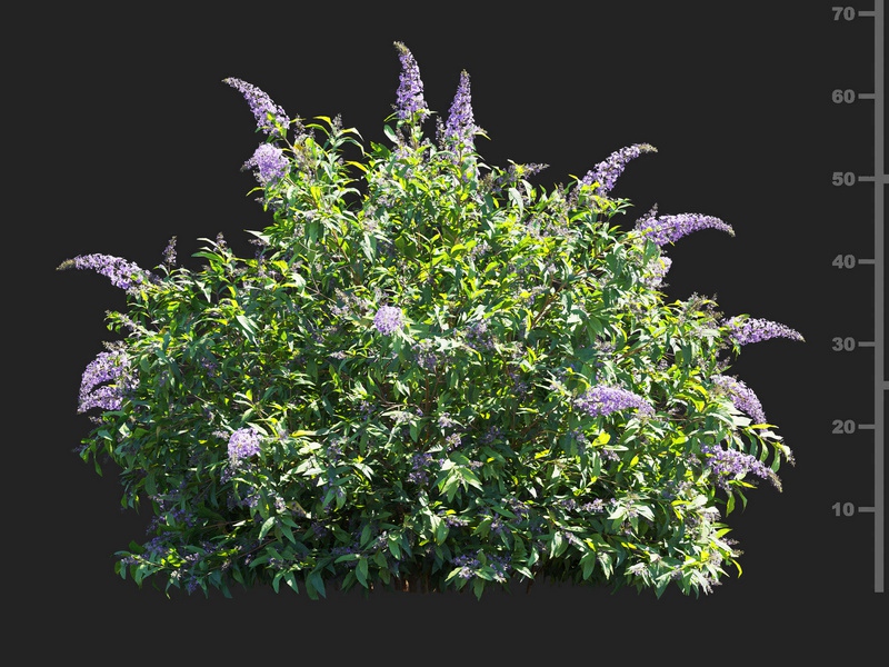 Maxtree - Plant Models Vol.112