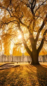Golden Autumn Sunlight Through Majestic Park Tree