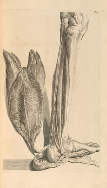 Anatomia humani corporis Pl085 1685