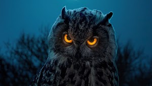 Owl Face Wallpaper