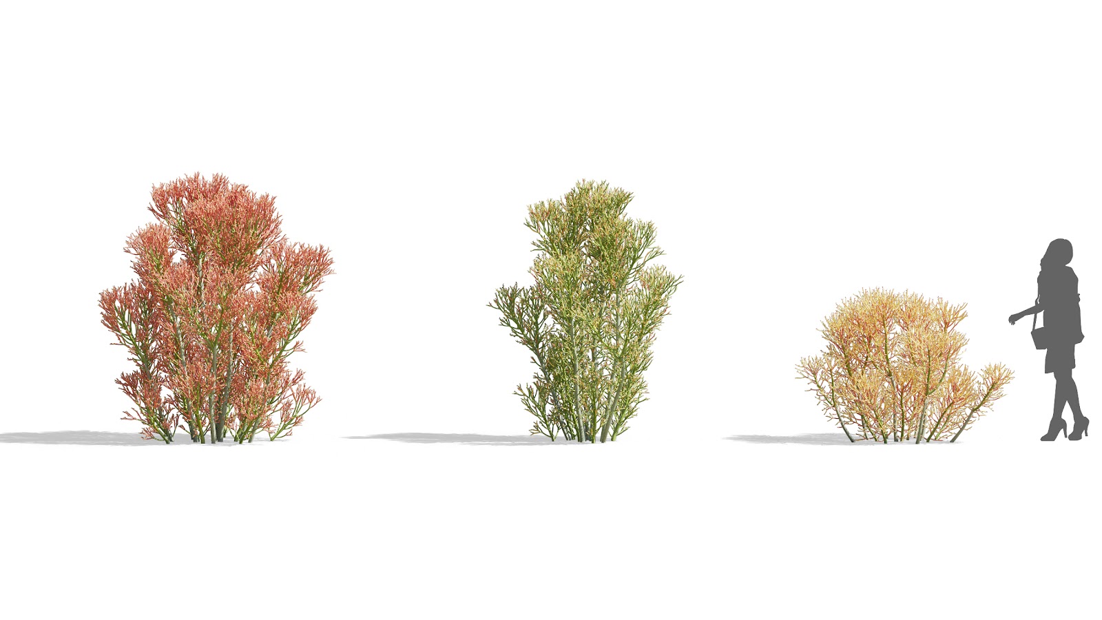 Maxtree - Plant Models Vol.73