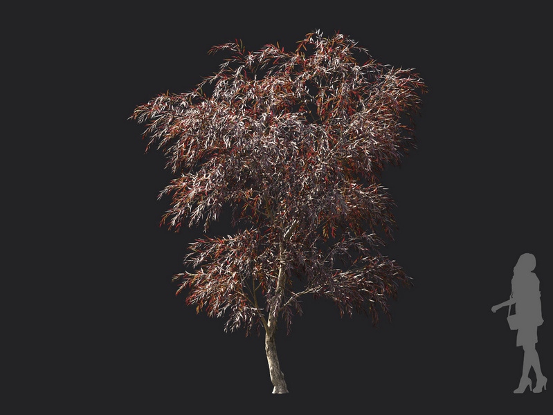 Maxtree - Plant Models Vol.119