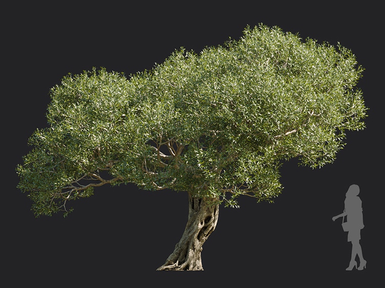 Maxtree - Plant Models Vol.113