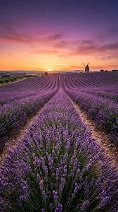 Lavender Fields at Sunset with Windmill Silhouette and First Stars