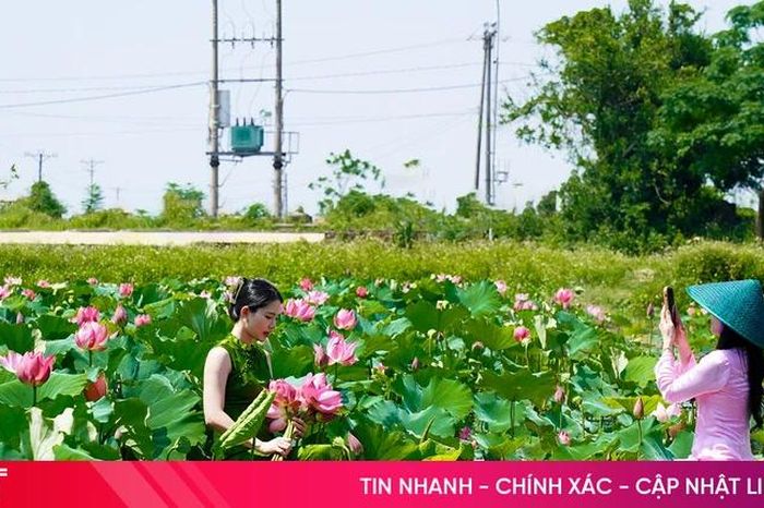 Thức giấc cùng đầm sen tại xã Đan Hải - Báo Hà Tĩnh