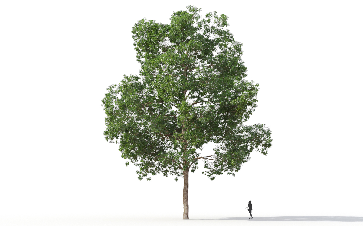 Maxtree - Plant Models Vol.11