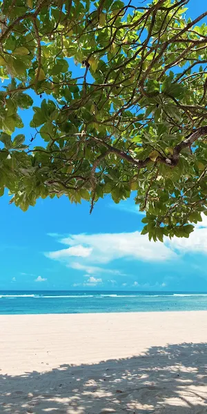 Bali, Water, Branch, Fluid, Aqua  iPhone Wallpaper Background