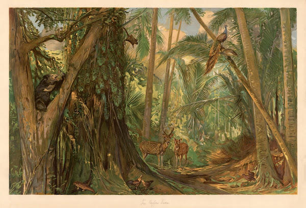 From the heart of Ceylon 1920