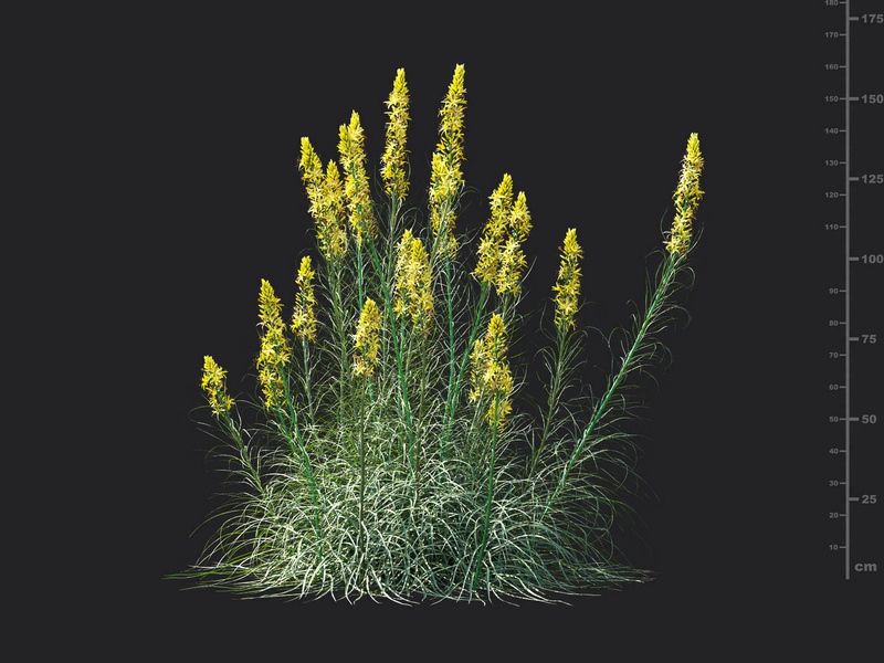Maxtree - Plant Models Vol.115
