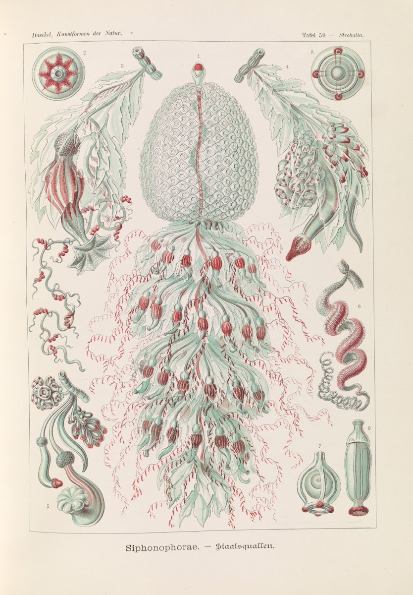 Siphonophorae  Staatsquallen 1904