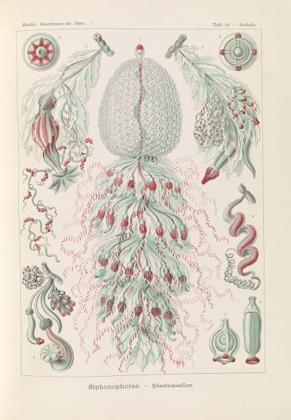 Siphonophorae  Staatsquallen 1904