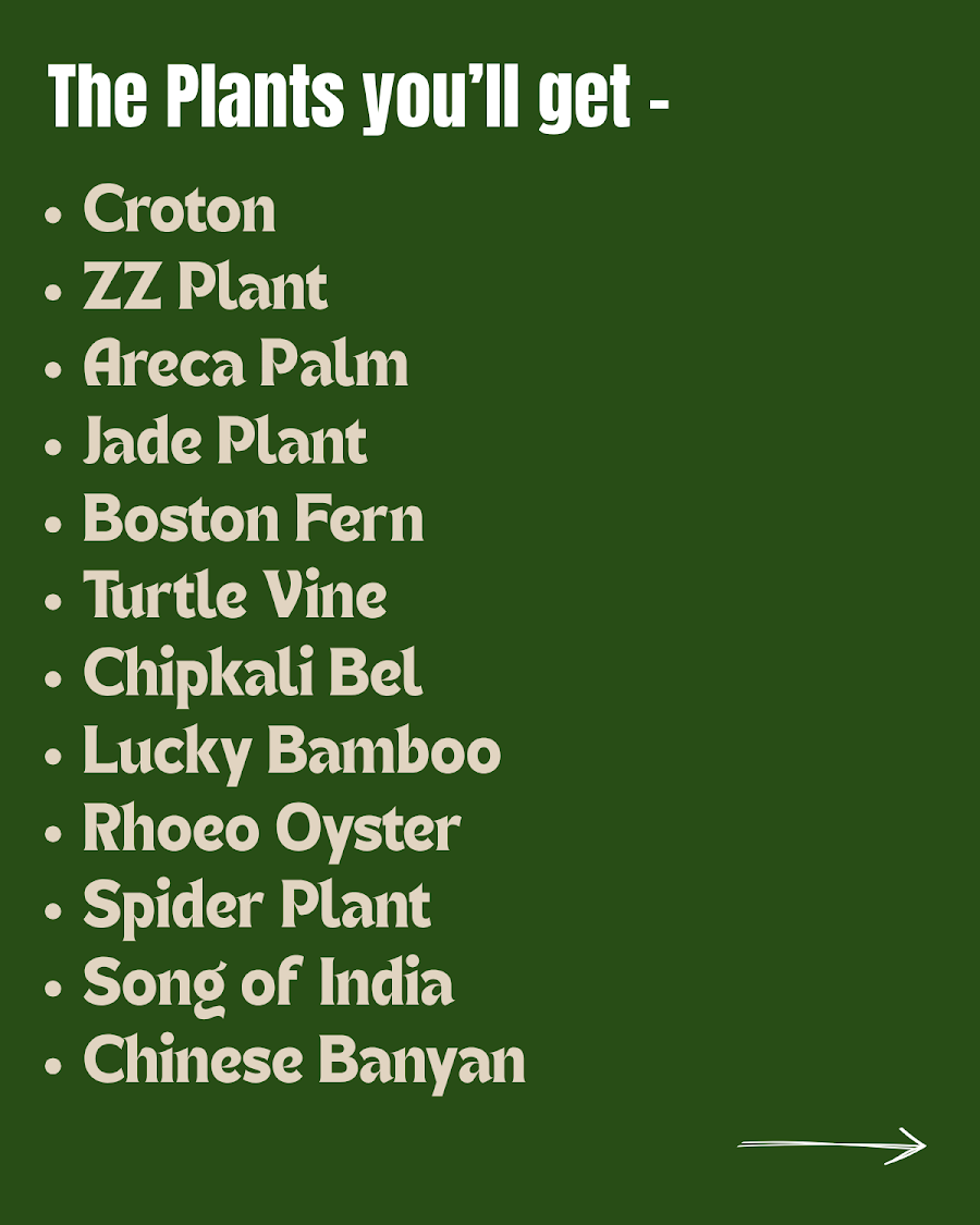 25-Plant Indoor Garden Collection — view 2