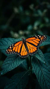 Macro Shot of an Orange Monarch Butterfly on Deep Blue Leaves