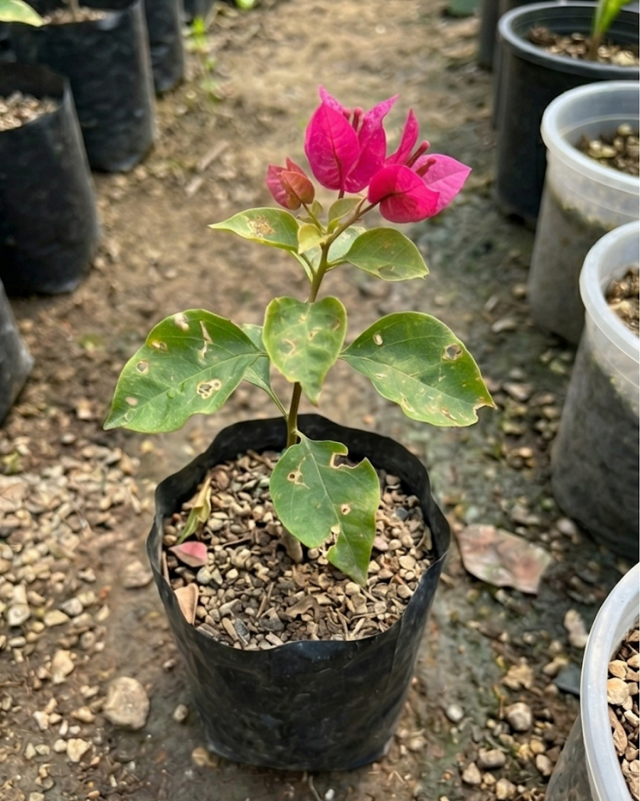 Imported Golden Hot Rumandawi Bougainvillea Plant — view 3