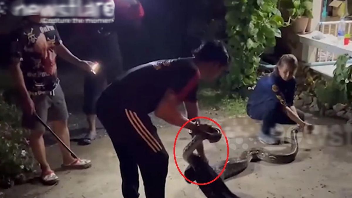 Nghe tiếng động lạ, gia chủ phát hiện cảnh tượng 'nổi da gà', cả xóm ùn ùn kéo đến xem - Tạp chí Người Đưa Tin