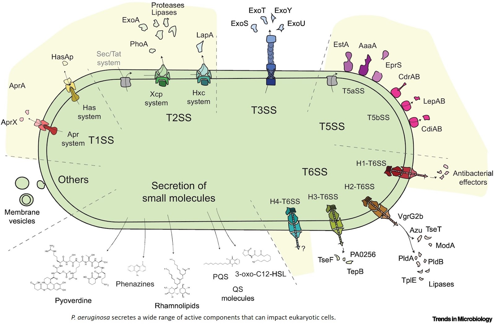 Intracellular Pseudomonas aeruginosa: internalization and survival