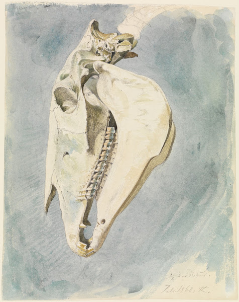 Studie eines Tierschädels 1860